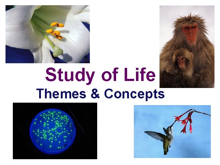 Study of Life Themes & Concepts 