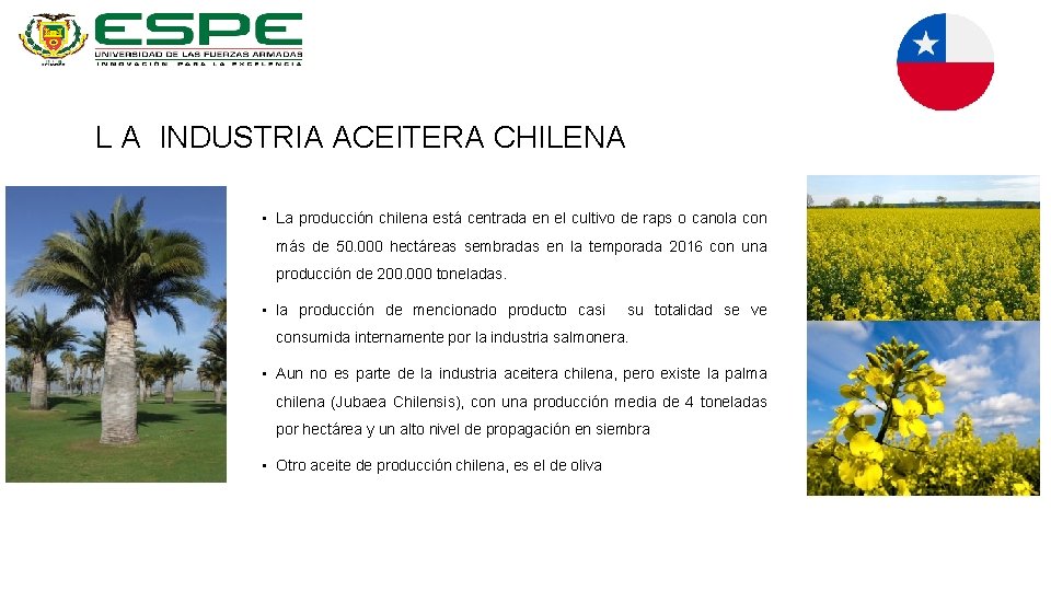 L A INDUSTRIA ACEITERA CHILENA • La producción chilena está centrada en el cultivo