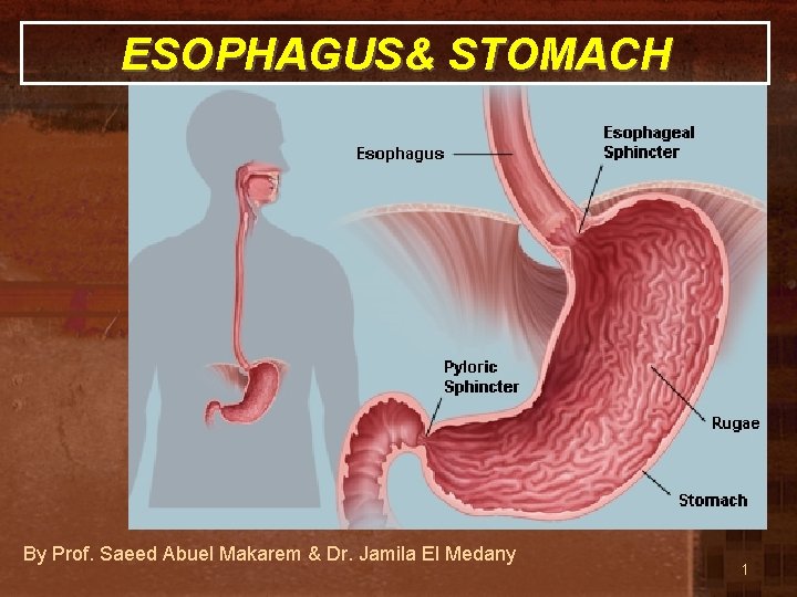 ESOPHAGUS& STOMACH By Prof. Saeed Abuel Makarem & Dr. Jamila El Medany 1 