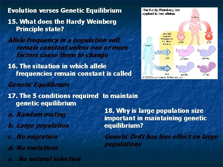 Evolution verses Genetic Equilibrium 15. What does the Hardy Weinberg Principle state? Allele frequency