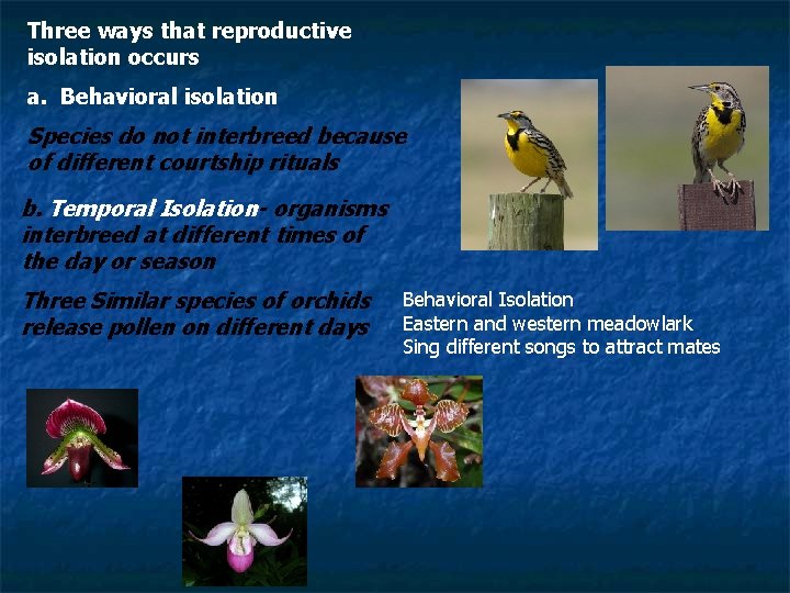 Three ways that reproductive isolation occurs a. Behavioral isolation Species do not interbreed because