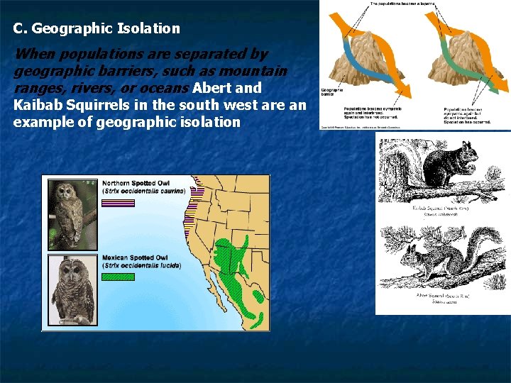 C. Geographic Isolation When populations are separated by geographic barriers, such as mountain ranges,