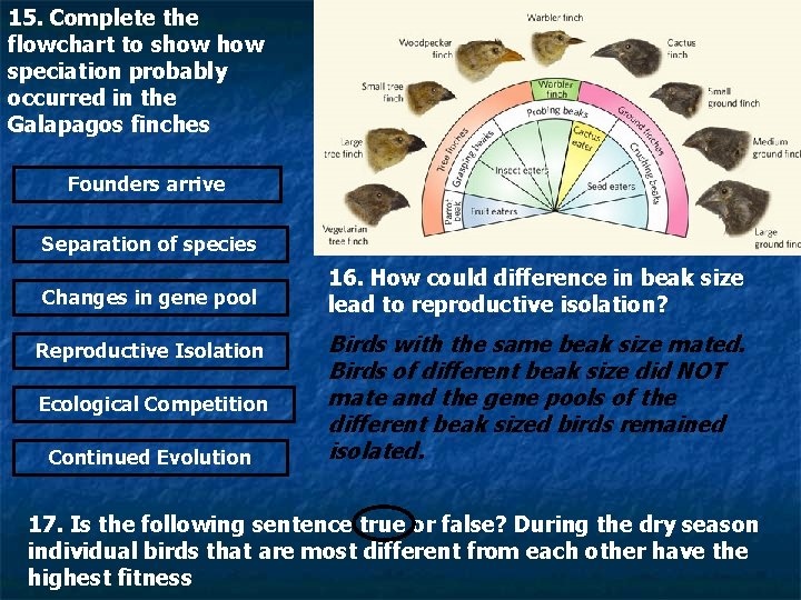 15. Complete the flowchart to show speciation probably occurred in the Galapagos finches Founders