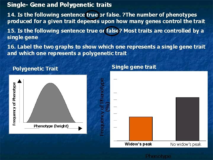 Single- Gene and Polygenetic traits 14. Is the following sentence true or false. ?