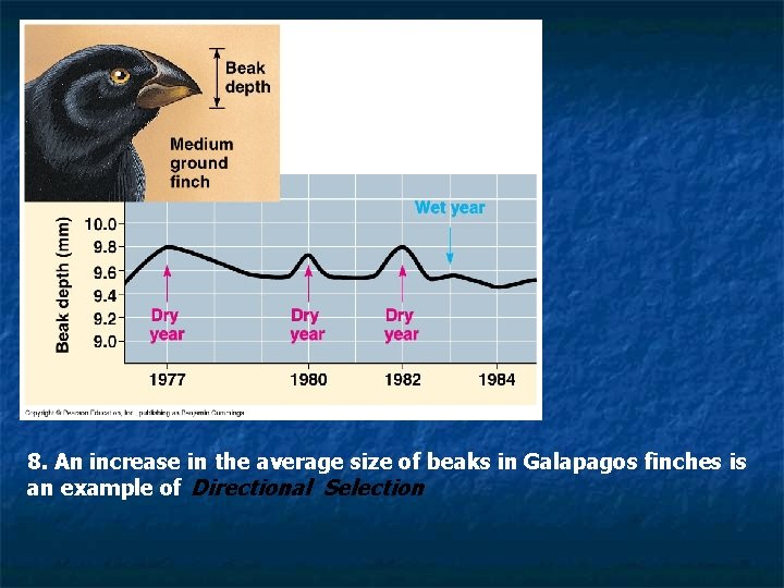 8. An increase in the average size of beaks in Galapagos finches is an