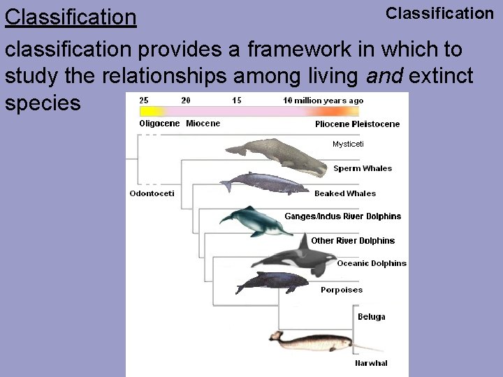 Classification classification provides a framework in which to study the relationships among living and