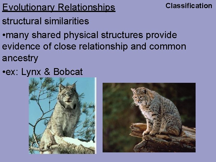 Classification Evolutionary Relationships structural similarities • many shared physical structures provide evidence of close