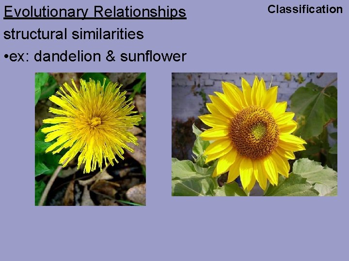 Evolutionary Relationships structural similarities • ex: dandelion & sunflower Classification 