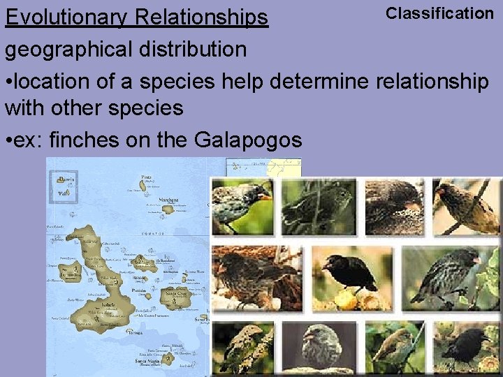 Classification Evolutionary Relationships geographical distribution • location of a species help determine relationship with