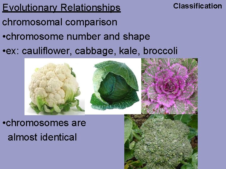 Classification Evolutionary Relationships chromosomal comparison • chromosome number and shape • ex: cauliflower, cabbage,