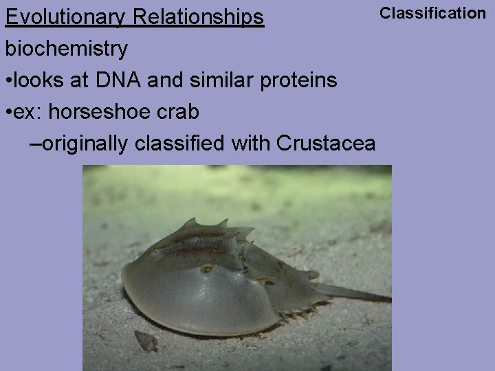 Classification Evolutionary Relationships biochemistry • looks at DNA and similar proteins • ex: horseshoe