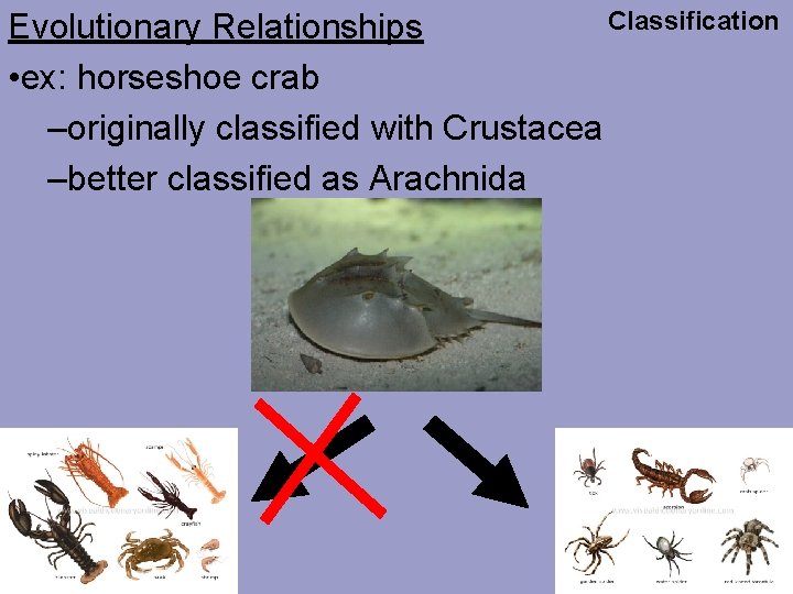 Classification Evolutionary Relationships • ex: horseshoe crab –originally classified with Crustacea –better classified as