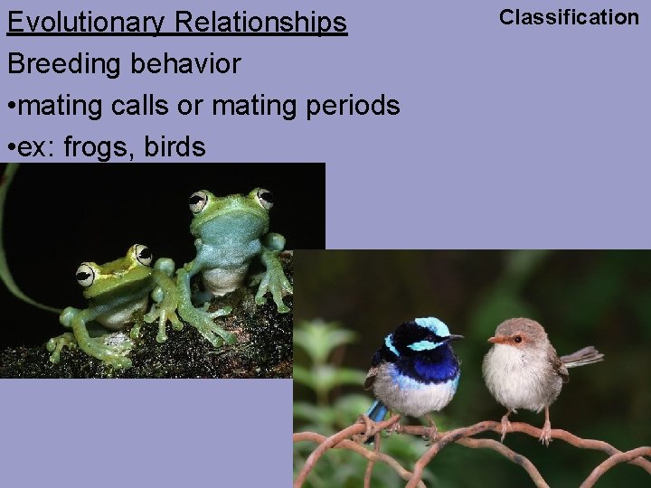 Evolutionary Relationships Breeding behavior • mating calls or mating periods • ex: frogs, birds
