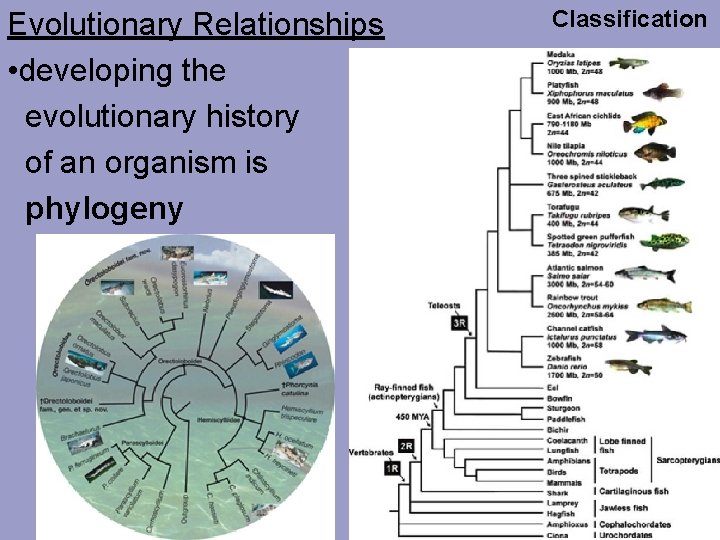 Evolutionary Relationships • developing the evolutionary history of an organism is phylogeny Classification 
