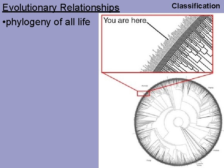 Evolutionary Relationships • phylogeny of all life Classification 