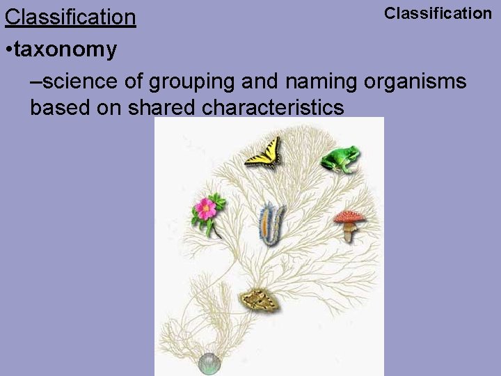 Classification • taxonomy –science of grouping and naming organisms based on shared characteristics 