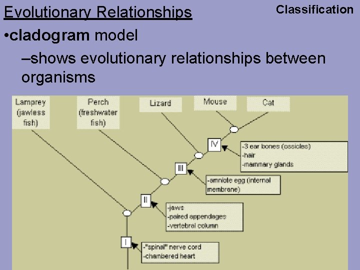 Classification Evolutionary Relationships • cladogram model –shows evolutionary relationships between organisms 