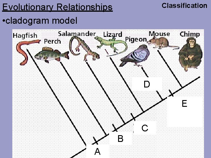 Classification Evolutionary Relationships • cladogram model D E C B A 