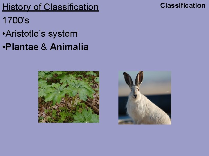 History of Classification 1700’s • Aristotle’s system • Plantae & Animalia Classification 