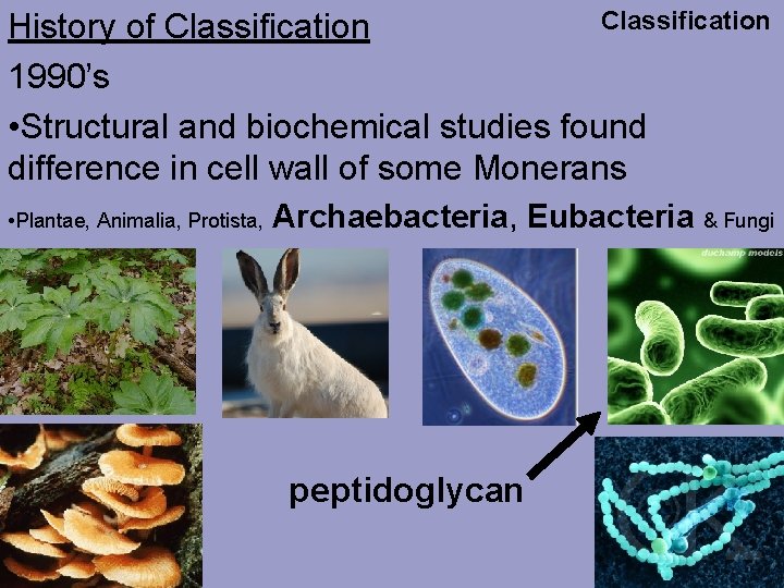 Classification History of Classification 1990’s • Structural and biochemical studies found difference in cell