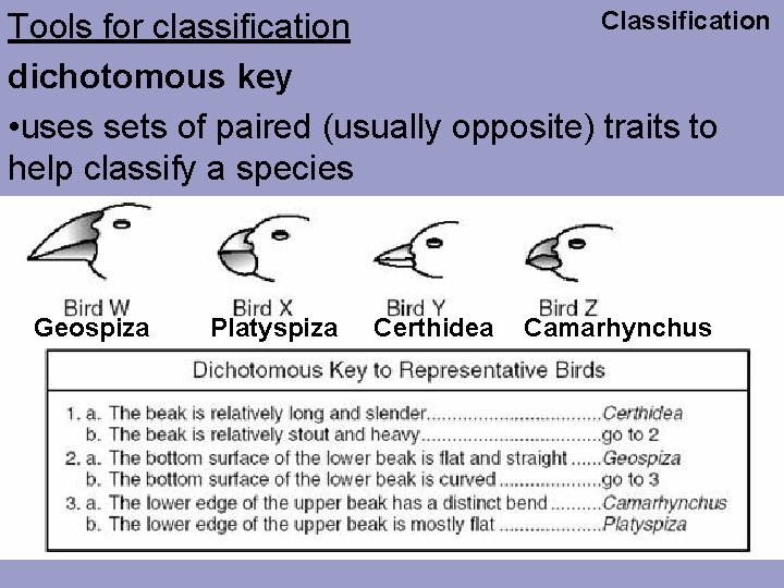 Classification Tools for classification dichotomous key • uses sets of paired (usually opposite) traits
