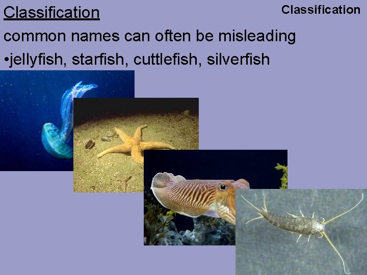 Classification common names can often be misleading • jellyfish, starfish, cuttlefish, silverfish 