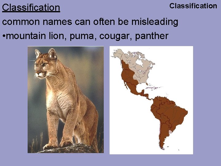 Classification common names can often be misleading • mountain lion, puma, cougar, panther 