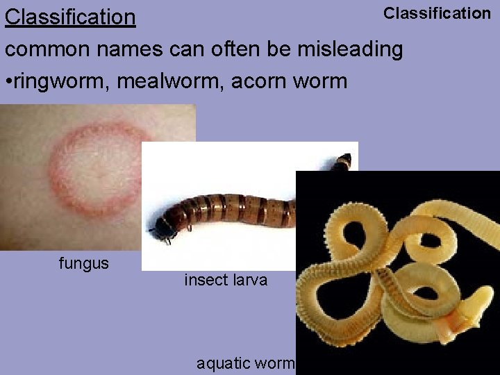 Classification common names can often be misleading • ringworm, mealworm, acorn worm fungus insect