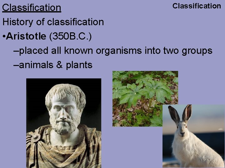 Classification History of classification • Aristotle (350 B. C. ) –placed all known organisms