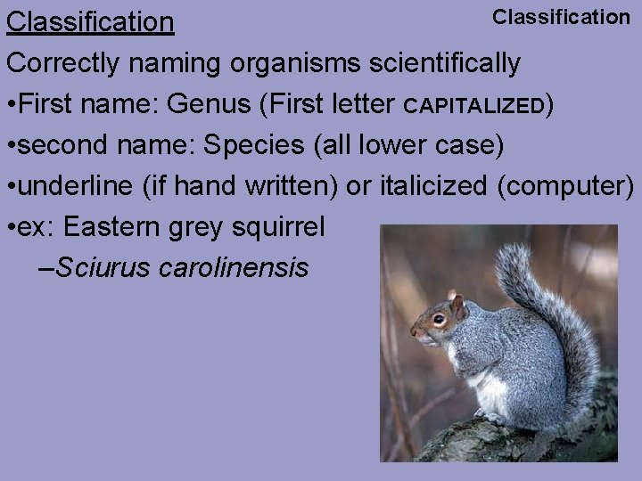 Classification Correctly naming organisms scientifically • First name: Genus (First letter CAPITALIZED) • second