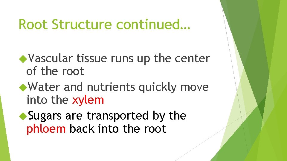 Root Structure continued… Vascular tissue runs up the center of the root Water and