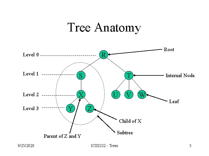 Tree Anatomy R Level 0 Level 1 S Level 2 X Level 3 Root Tree Anatomy R Level 0 Level 1 S Level 2 X Level 3 Root