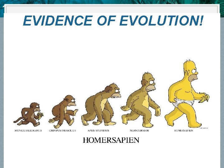 10. 4 Evidence of Evolution EVIDENCE OF EVOLUTION! 