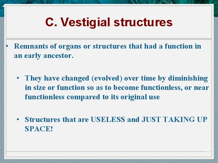 10. 4 Evidence of Evolution C. Vestigial structures • Remnants of organs or structures