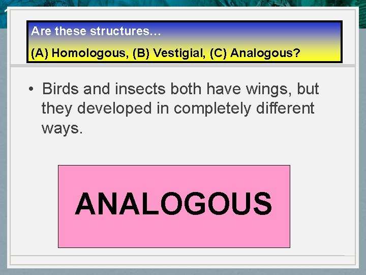 10. 4 Evidence of Evolution Are these structures… (A) Homologous, (B) Vestigial, (C) Analogous?