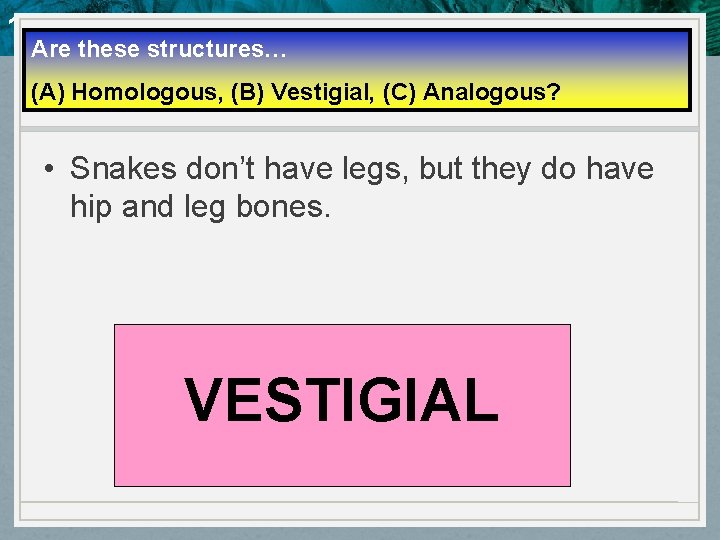 10. 4 Evidence of Evolution Are these structures… (A) Homologous, (B) Vestigial, (C) Analogous?