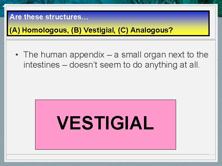 10. 4 Evidence of Evolution Are these structures… (A) Homologous, (B) Vestigial, (C) Analogous?