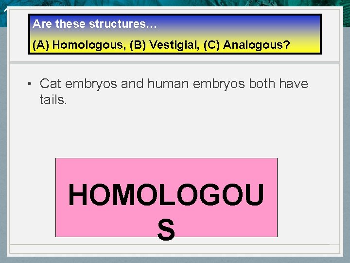 10. 4 Evidence of Evolution Are these structures… (A) Homologous, (B) Vestigial, (C) Analogous?