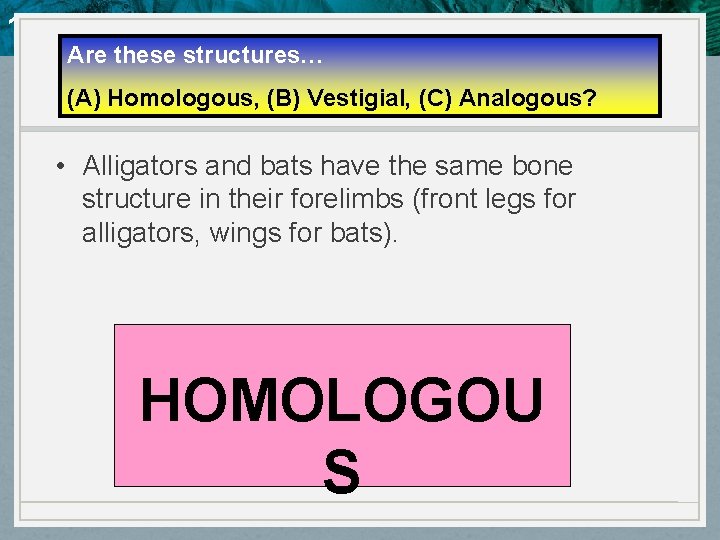 10. 4 Evidence of Evolution Are these structures… (A) Homologous, (B) Vestigial, (C) Analogous?