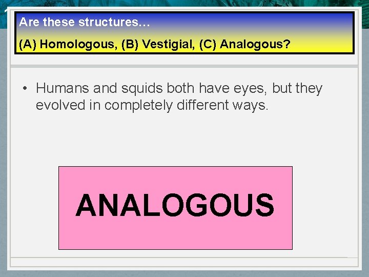 10. 4 Evidence of Evolution Are these structures… (A) Homologous, (B) Vestigial, (C) Analogous?