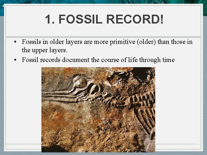 10. 4 Evidence of Evolution 1. FOSSIL RECORD! • Fossils in older layers are