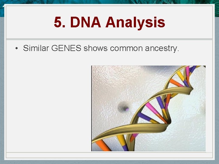 10. 4 Evidence of Evolution 5. DNA Analysis • Similar GENES shows common ancestry.