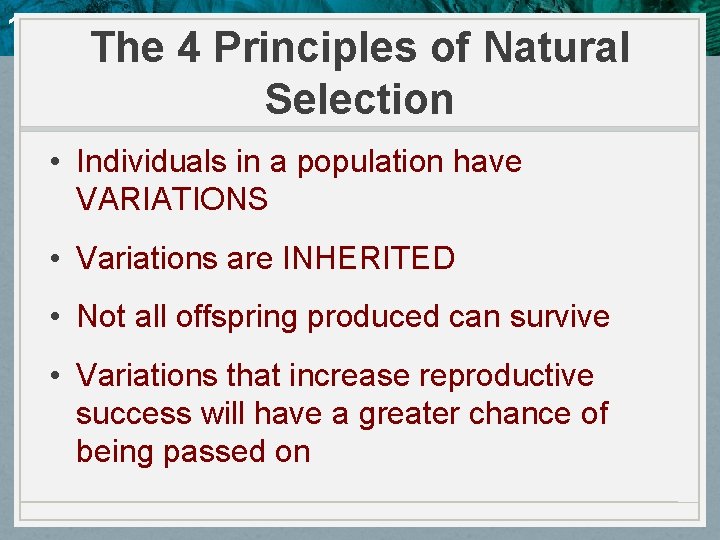 10. 4 Evidence of Evolution The 4 Principles of Natural Selection • Individuals in