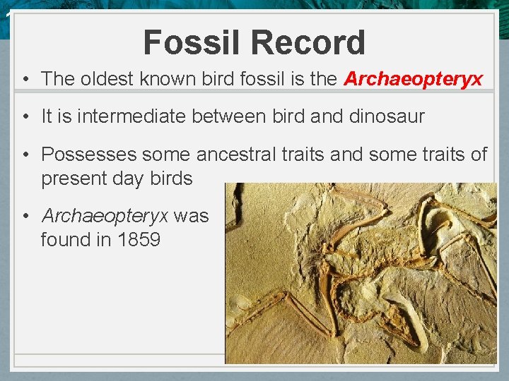 10. 4 Evidence of Evolution Fossil Record • The oldest known bird fossil is