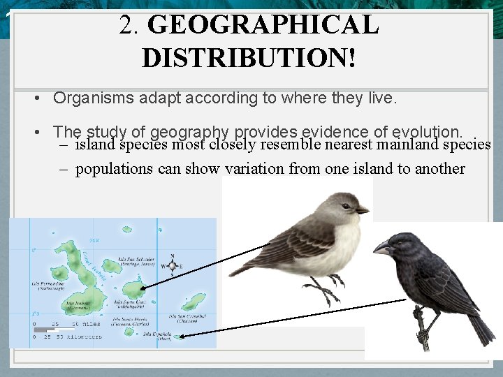 10. 4 Evidence of Evolution 2. GEOGRAPHICAL DISTRIBUTION! • Organisms adapt according to where