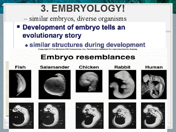 10. 4 Evidence of Evolution 3. EMBRYOLOGY! – similar embryos, diverse organisms 