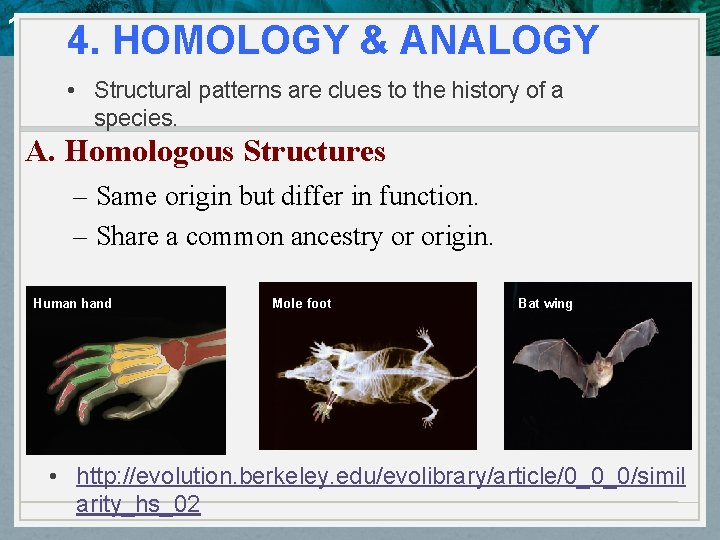 10. 4 Evidence of Evolution 4. HOMOLOGY & ANALOGY • Structural patterns are clues