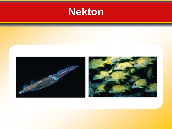 Nekton 