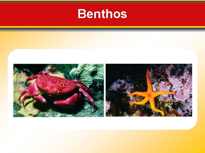 Benthos 