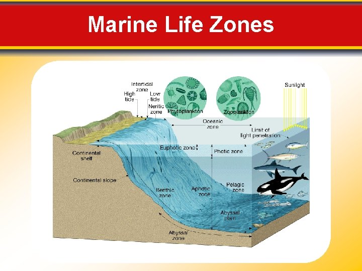 Marine Life Zones 